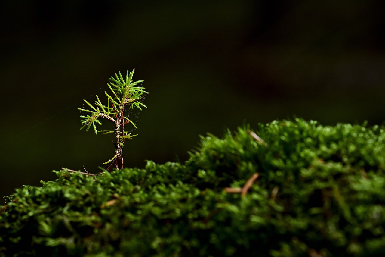 Making DIY Moss Decor for a Touch of Green